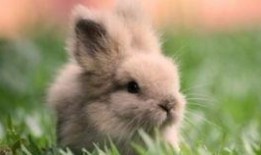 吃瓜娱乐兔子,揭秘娱乐圈幕后趣闻